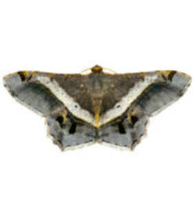 Image of moth or butterfly (semiothisa eleonora) isolated on white background. Insect. Animals.